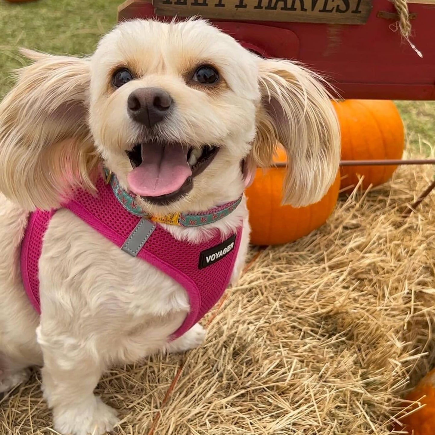 Voyager Step-In Air Dog Vest Harness - Fuchsia, Small | 14.5-16" in Chest, Reflective Bands, All Weather Breathable Air Mesh, Cats Compatible, Lightweight, Fast Drying